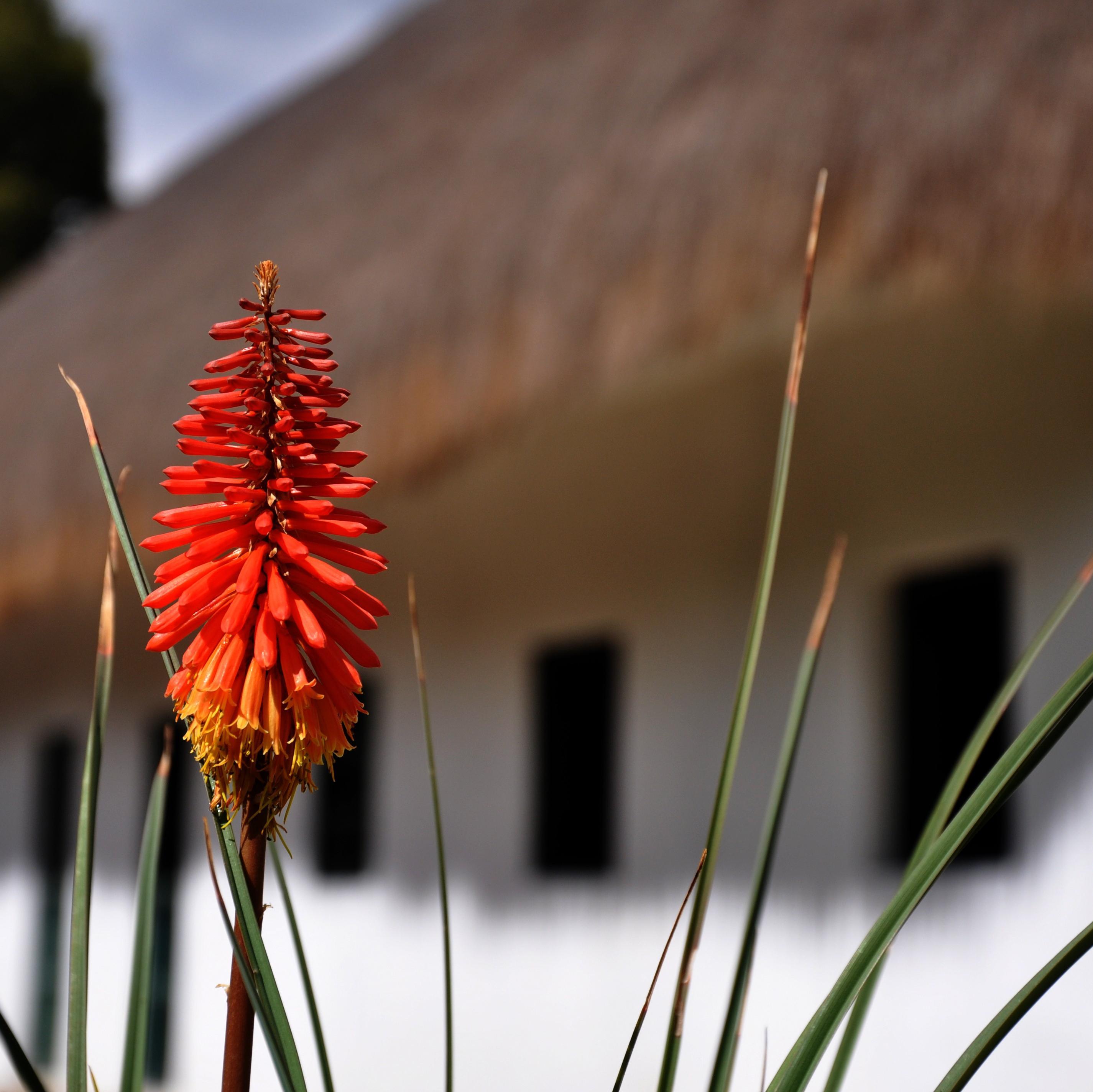 La Hacienda Normandía es una casa estilo colonial en la Sabana de Bogotá donde ofrecemos alojamiento rural y actividades en el campo colombiano.