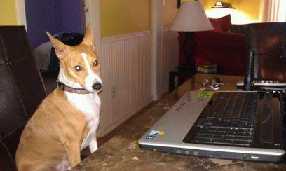 Full time Basenji, part time dog.