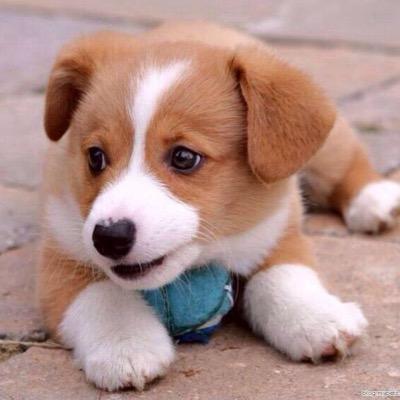 Treat every situation like a puppy, if you can't eat it or play with it, pee on it and walk away.