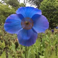 Julia Corden (@juliacorden) 's Twitter Profile