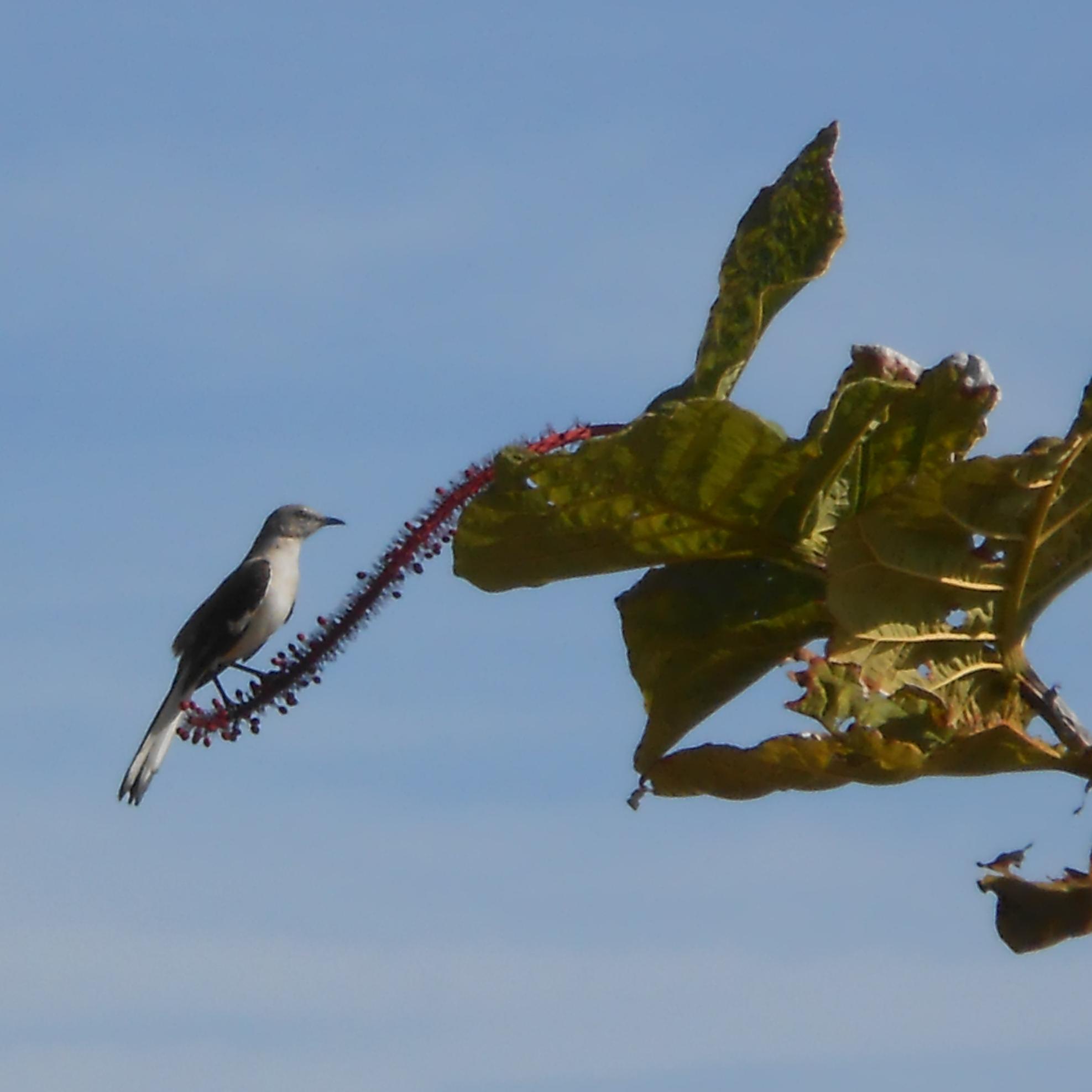¡Disfruta de la naturaleza, únete a nuestros recorridos! Comité Yabucoeño Pro-Calidad de Vida, Inc., tiene acuerdos colaborativos con #ParaLaNaturaleza.