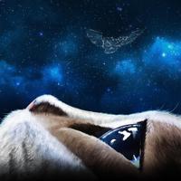 Michiel Boncquet (@bonkerin0) 's Twitter Profile