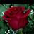 marielaaponte17's profile image