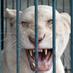 LEON_ALBA (@int_leonalba) Twitter profile photo