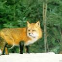 Goldie Fox - @fox_goldie - Twitter