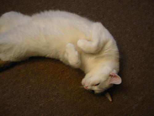 B4AlexJVarlisSq's profile picture. 20 years old.Play guitar, drums, piano, and sing. I play lead guitar for my band Aurora.