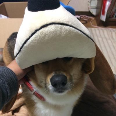 B'z大好きです！ コーギーのジョンちゃんは死にました😭悲しくて悲しくて😭
