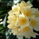 Essence Rivera - @krishandak - Twitter