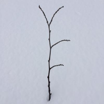 quiet_puiet's profile picture. silence