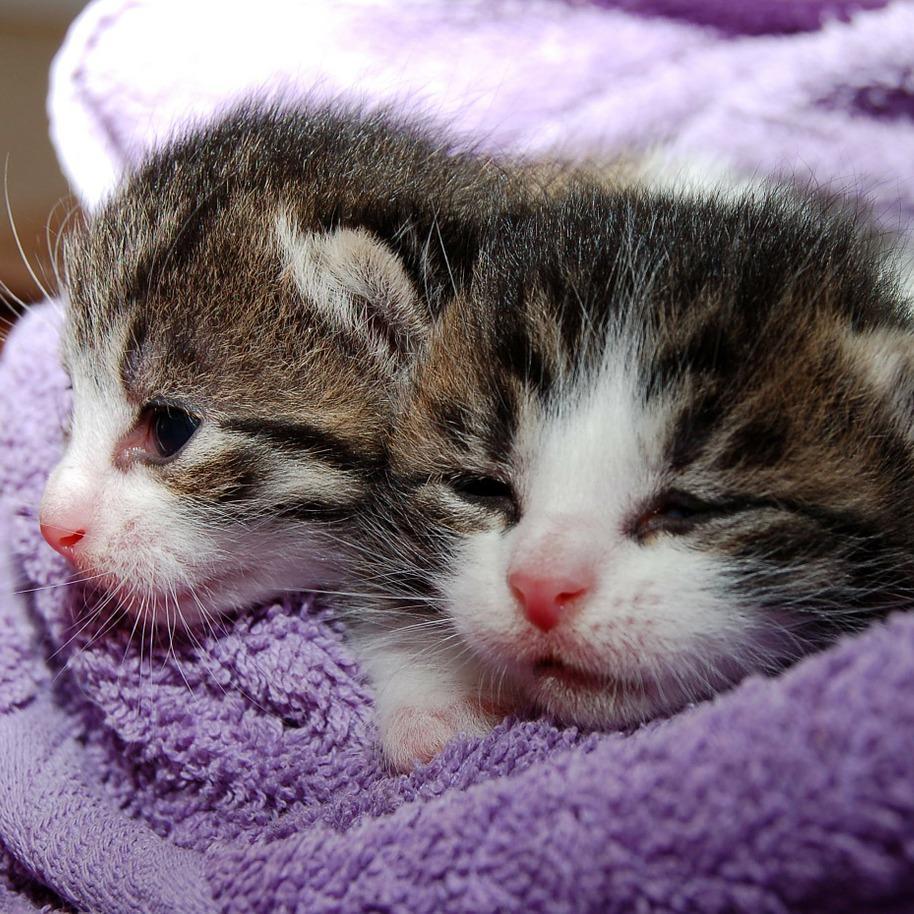 All the cutest cats and kittens on the internet in one place!