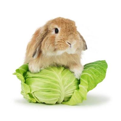 Konowata Konowataaobeko Twitter