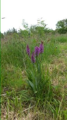 Silent Haven eco-project: Self-sustaining lifestyle, small business and conservation scheme.