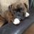 JusticeTheBoxer's profile image