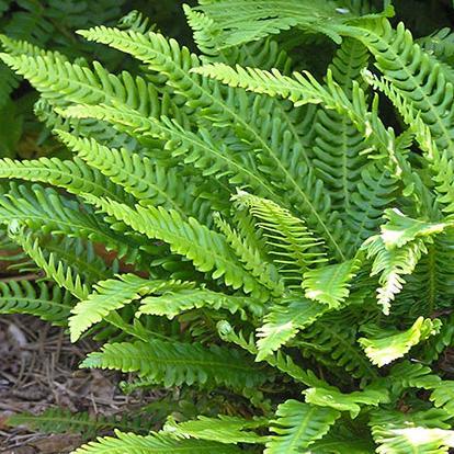 Polypoden Profile Picture