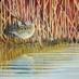 Robert Vaughan (@irishbirdart) Twitter profile photo Robert Vaughan (@irishbirdart) Twitter profile photo
