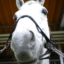 小川 愛美 Mana Horse Twitter 小川 愛美 Mana Horse Twitter