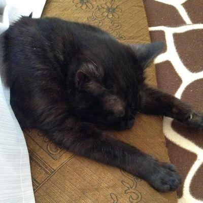 kurouneko1's profile picture. ニコニコで、東方二次創作を観るのが趣味です。艦これ・ＰＳＯ２をやっているよ。リアルでは、農業をやっているよん♪　　時々、毒を吐きます。注意されたし。