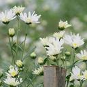 Daisy.Wild - @_Daisy_Wild - Twitter