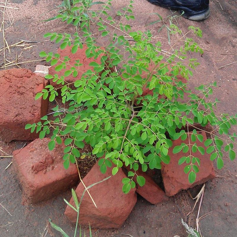 A Malawian agriculture business focussing on crops which promote health and nutrition within Malawi, and crops which can be used in cosmetics for export.