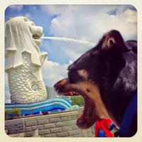 TexasDogAbroad (@texasdogabroad) 's Twitter Profile