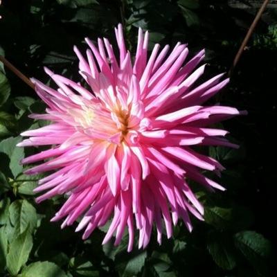 PinkBluebella's profile picture. 