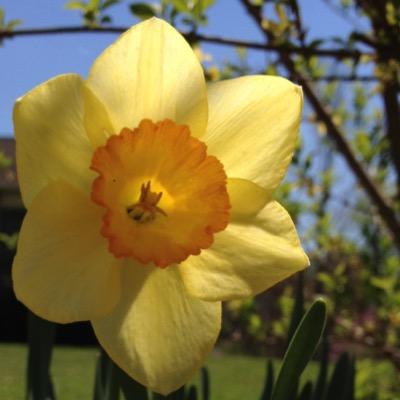 This flower is #yellow for a reason. I am NOT white. GOT it?