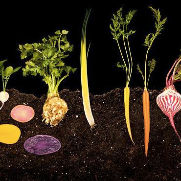 mlhelton's profile picture. Communications. Marketing and Content. Scholarly publishing. Empowerment. Food. Fun.