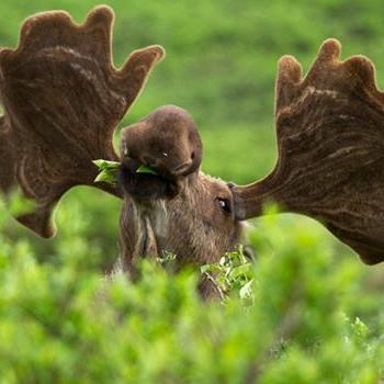 TnanasisGian's profile picture. 