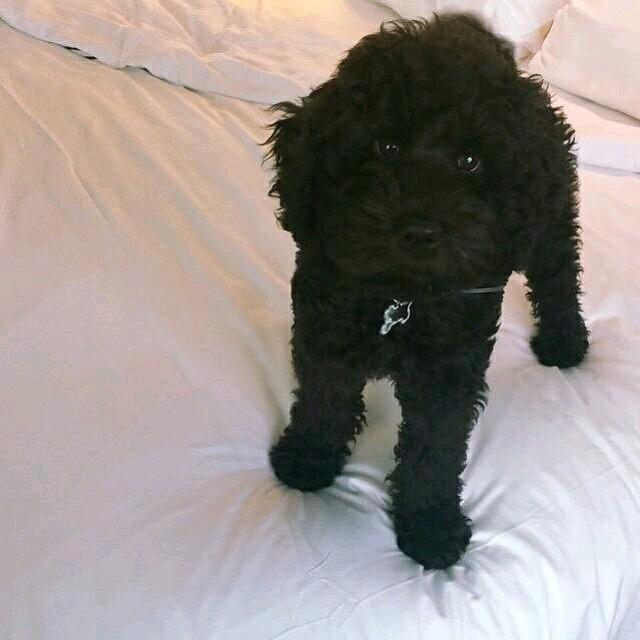 Hi my name is Sirius i'm the newest pup of Grande's family ♡♡  i love #sirianators & #arianators ♡