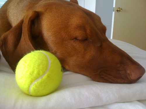 My name is Cap'n.I love Tennis Balls & Bras,hiking swimming & long walks on the beach with @booksaboutpeace who writes stories about our adventures.