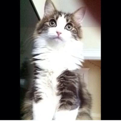 Naughty, Cute, & somewhat cuddly -sharing my love for my little rescue #murameows 
https://t.co/yLJbrscQNP