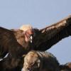 Vulture's Pick (@vulturespick) Twitter profile photo