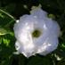Linda Cameron (@lacam2) Twitter profile photo Linda Cameron (@lacam2) Twitter profile photo