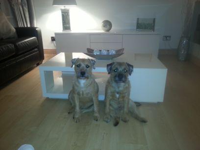 Harvey n Alfie,man's best friends.  UKIP MEMBER.  All tweets are my personal views.