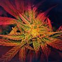 beiker daniel jaimez - @beiker_jaimez - Twitter