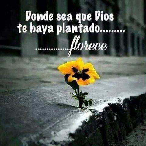 Aunque mi padre y mi madre me dejaran, Jehová con todo me recogerá. (Salmo 27:10)