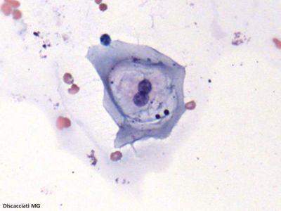 Al microscópio. Muchas de las imagenes son muestras propias y fotografiadas en clase. Histología, Anatomía Patológia, Citología Parásitos y más.