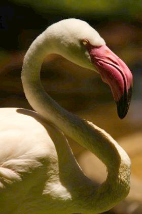 Носков   Ким