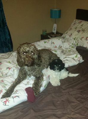 Cockapoo_Dogs's profile picture. 