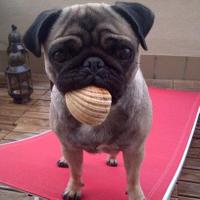 Carla Pug (@carlapug) 's Twitter Profile