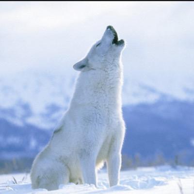 zWeaponized's profile picture. Dunno