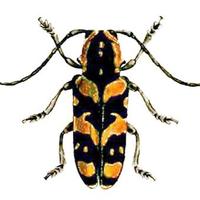 Insects Unlocked (@insectsunlocked) Twitter profile photo