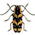 Insects Unlocked (@insectsunlocked) Twitter profile photo Insects Unlocked (@insectsunlocked) Twitter profile photo