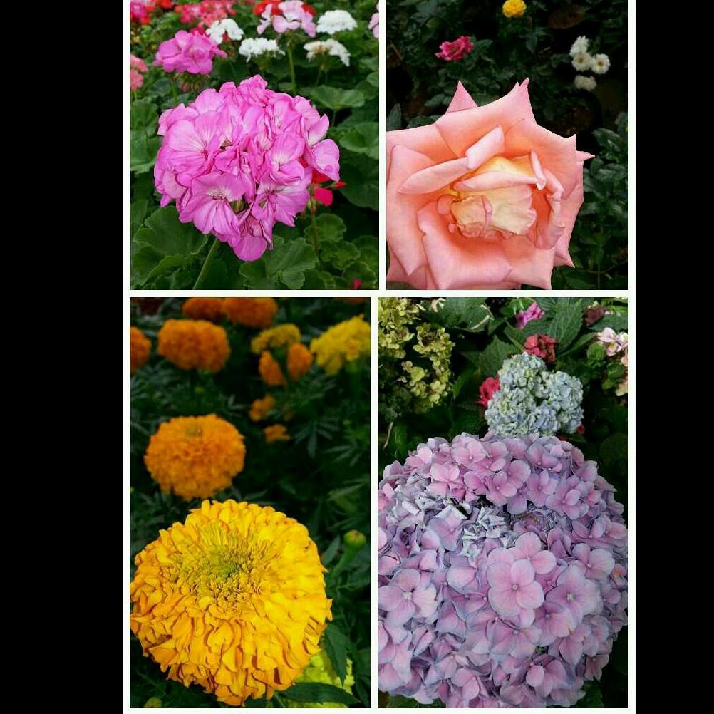 Make Ink Using Petals and Plants - Taringa!