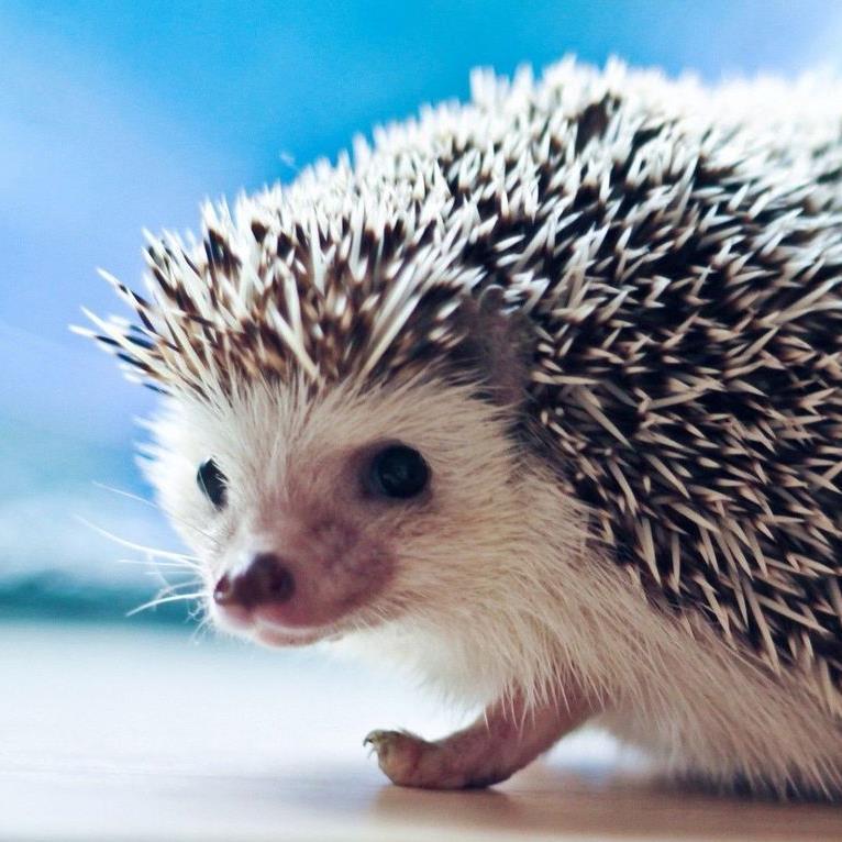 Hullo, my name is Jawn, I'm hungry, do you have strawberries? Can I sleep here? You're nice.. Do you know my friend Sherlock?