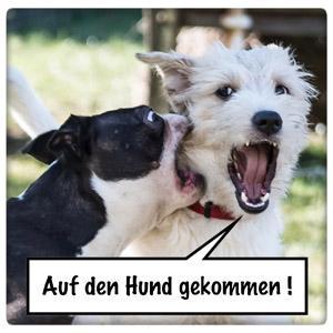 Dies ist der Twitter Account von
 -Auf den Hund gekommen- 
Ein Podcast, auch über Hunde. Gespräche rund um das Thema Hund