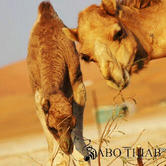 نىى عيّب ﺑ̉كم ، يإغير قلؤبكمً قإسيَہ