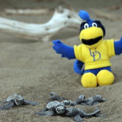 Tweet us with pictures and videos from your UD study abroad! http://t.co/16ywLkUA1T