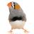 Zebby Finch
