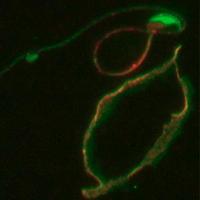 Benoît Guyonnet (@benoitguyonnet) 's Twitter Profile